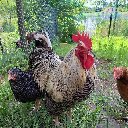 Dolina Miodu - Kaszuby, Sauna, Goraca Balia * Borowina