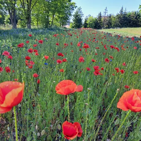 Dolina Miodu - Kaszuby, Sauna, Goraca Balia Farmház Borowina